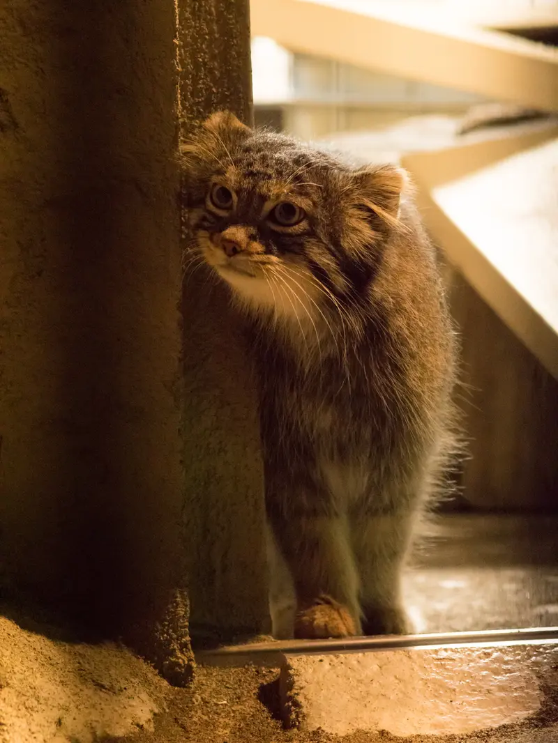 A photograph of Figa in Nogeyama Zoo