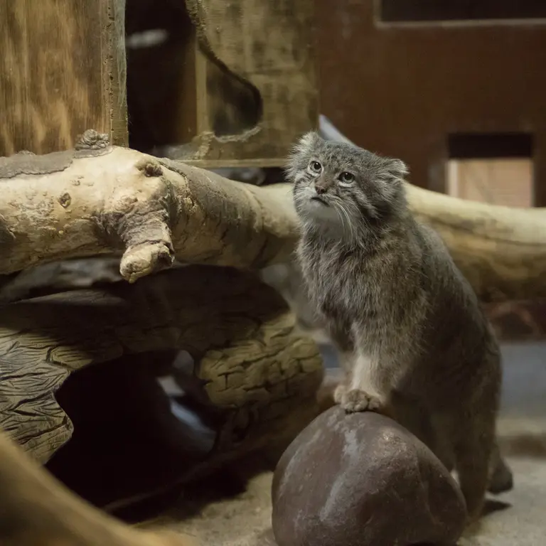 A photograph of Klyon in Ueno Zoological Gardens