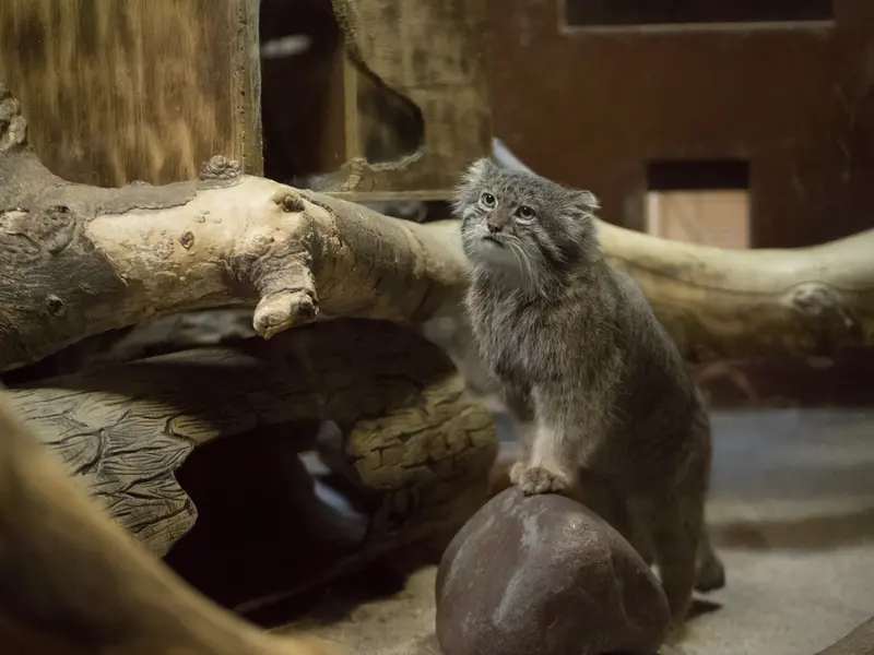 A photograph of Klyon in Ueno Zoological Gardens