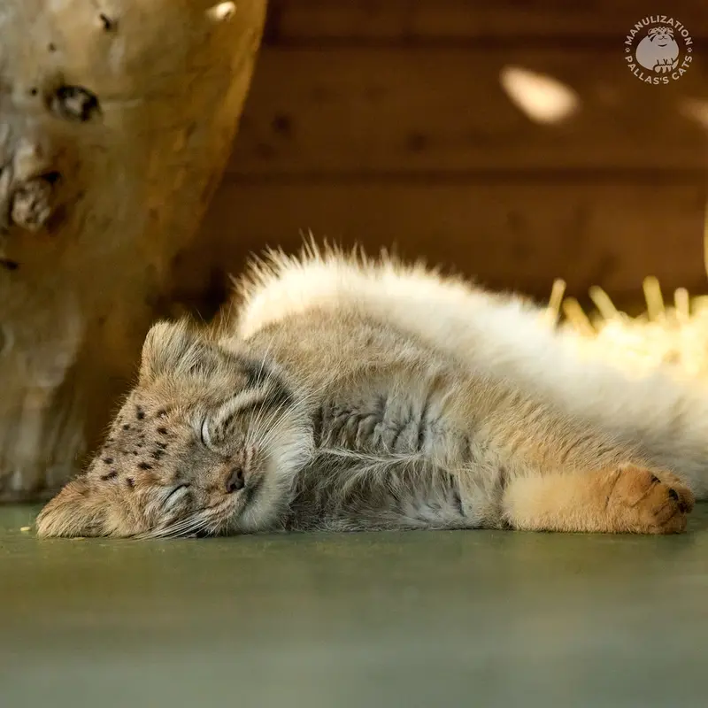 A photograph of Naré in Yerevan Zoo
