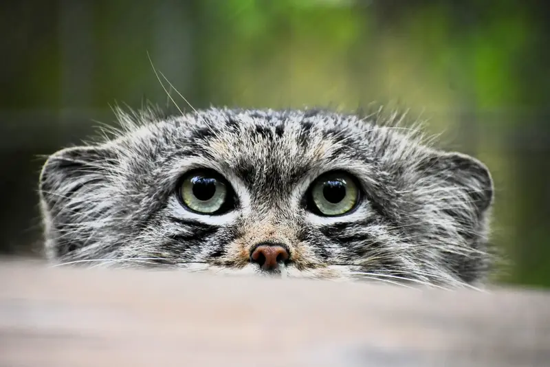 A photograph of a Pallas's cat