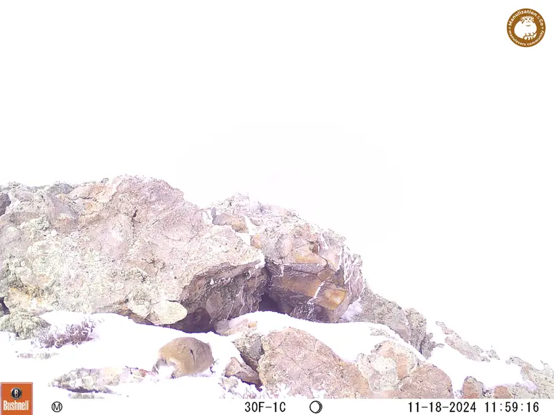 A photograph of Pika from Besshoky 1 camera trap