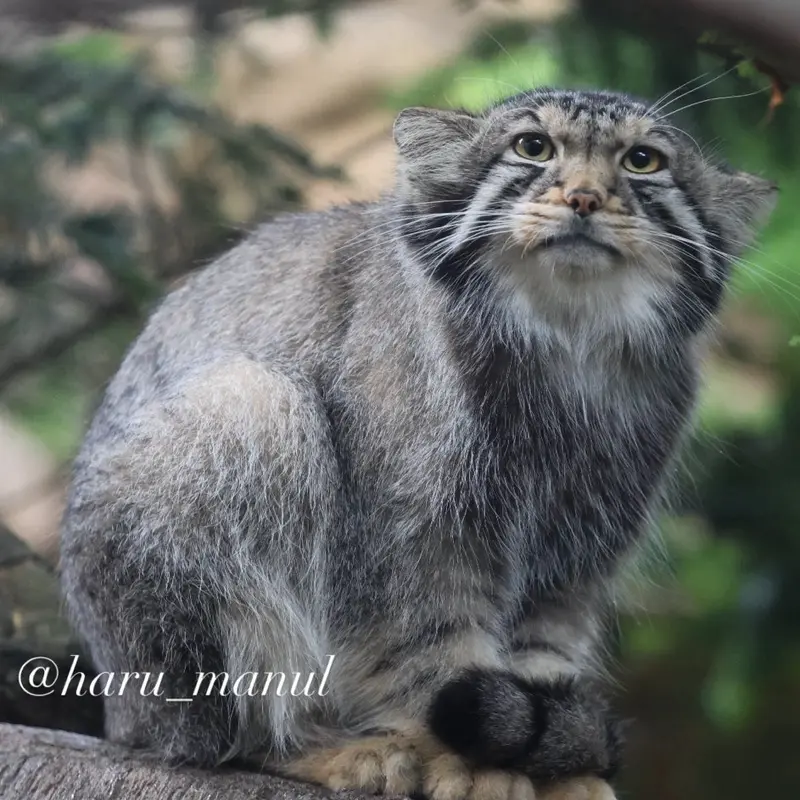 A photograph of Nagomu in Nasu Animal Kingdom