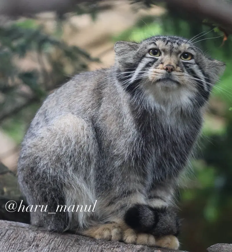 A photograph of Nagomu in Nasu Animal Kingdom