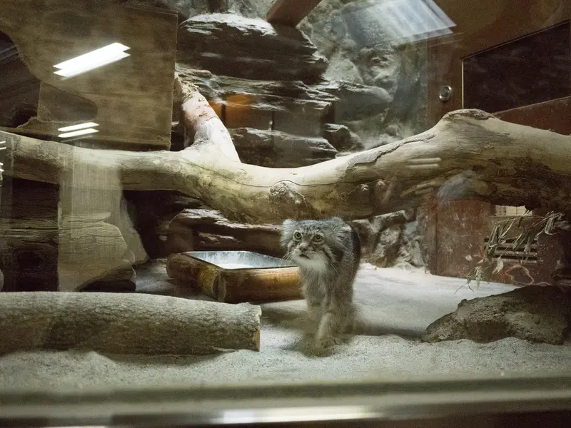 A photograph of Klyon in Ueno Zoological Gardens