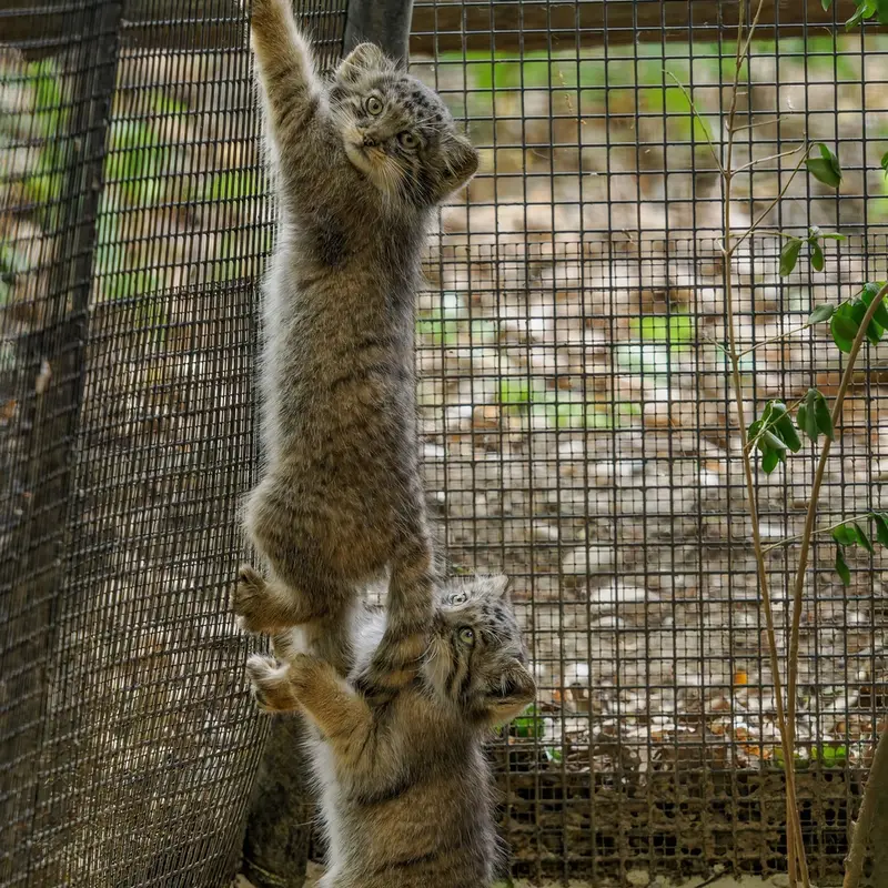 A photograph of a Pallas's cat in Brno Zoo