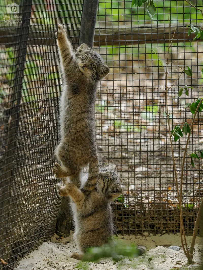 A photograph of a Pallas's cat in Brno Zoo