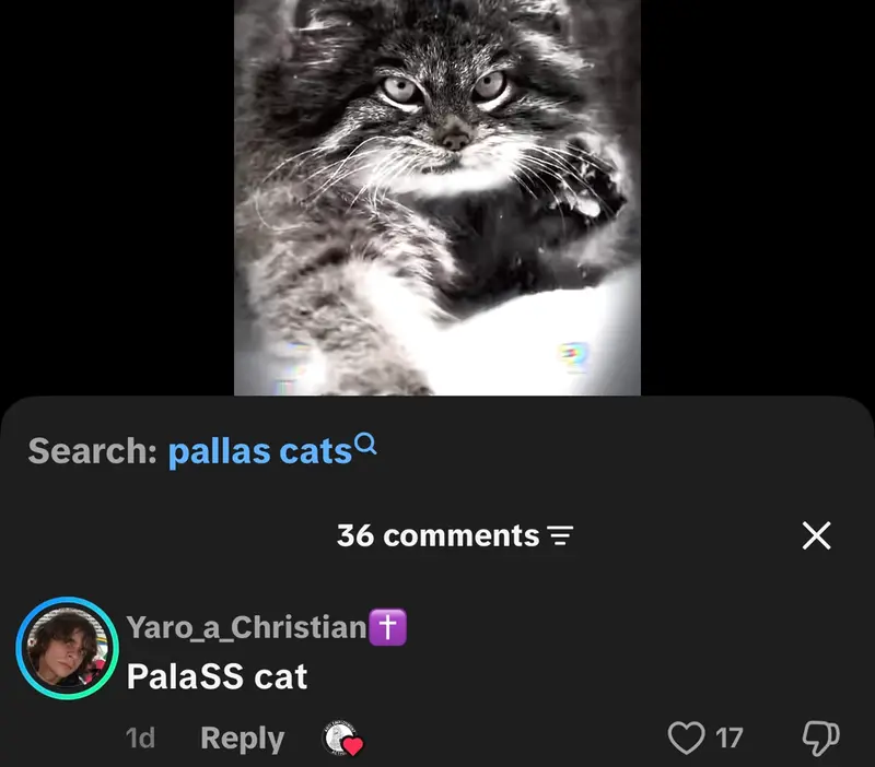 A photograph of a Pallas's cat