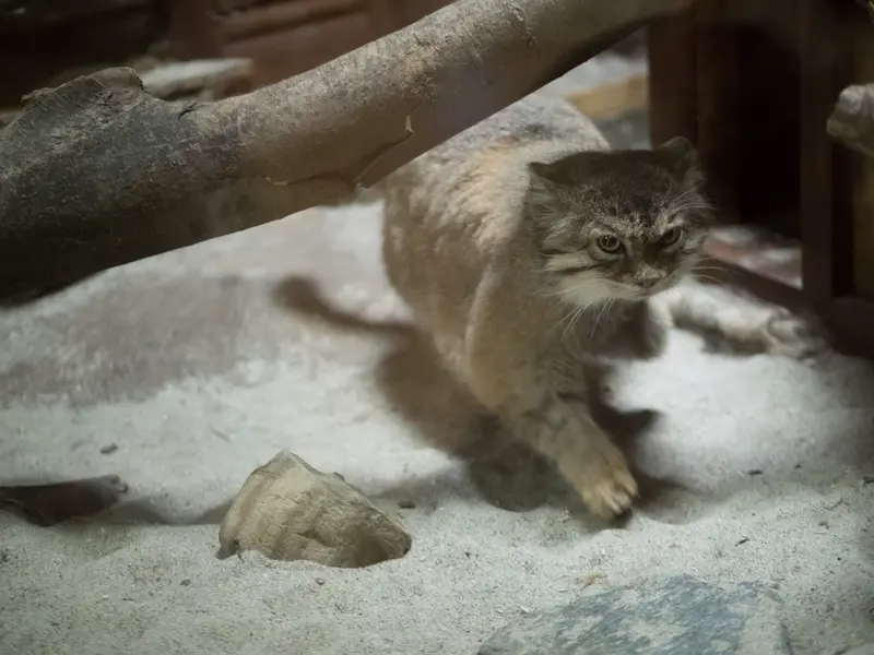 A photograph of Primula in Ueno Zoological Gardens