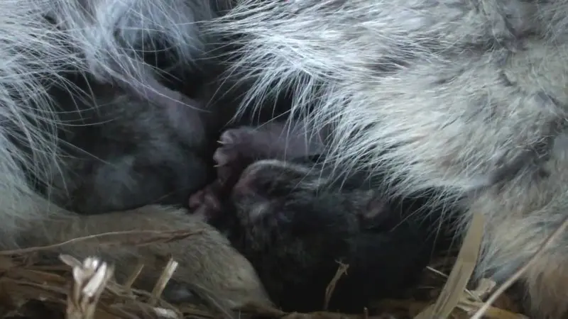 A video of Shiva, Tula, and Aduva in The Big Cat Sanctuary