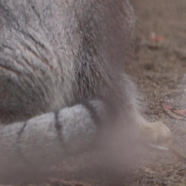 A photograph of a Pallas's cat in Nogeyama Zoo