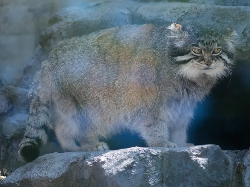 A photograph of Grusha in Asahiyama Zoo
