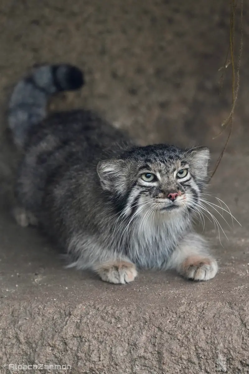 A photograph of Az in Kobe Animal Kingdom