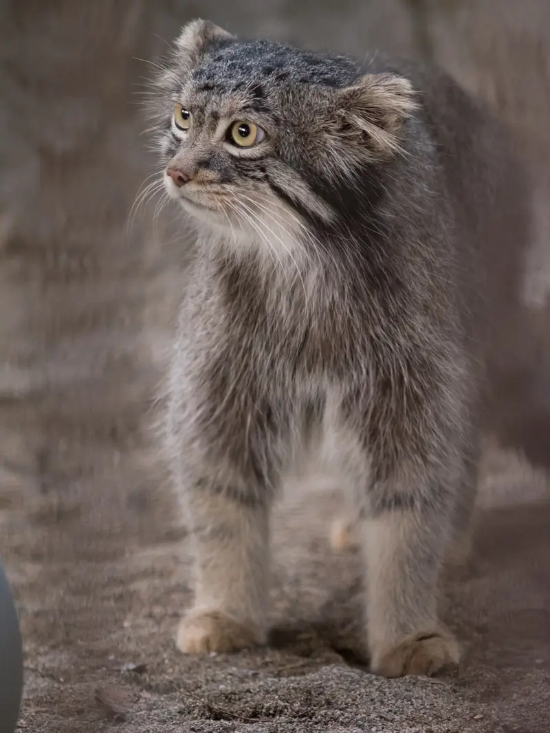 A photograph of Figa in Nogeyama Zoo