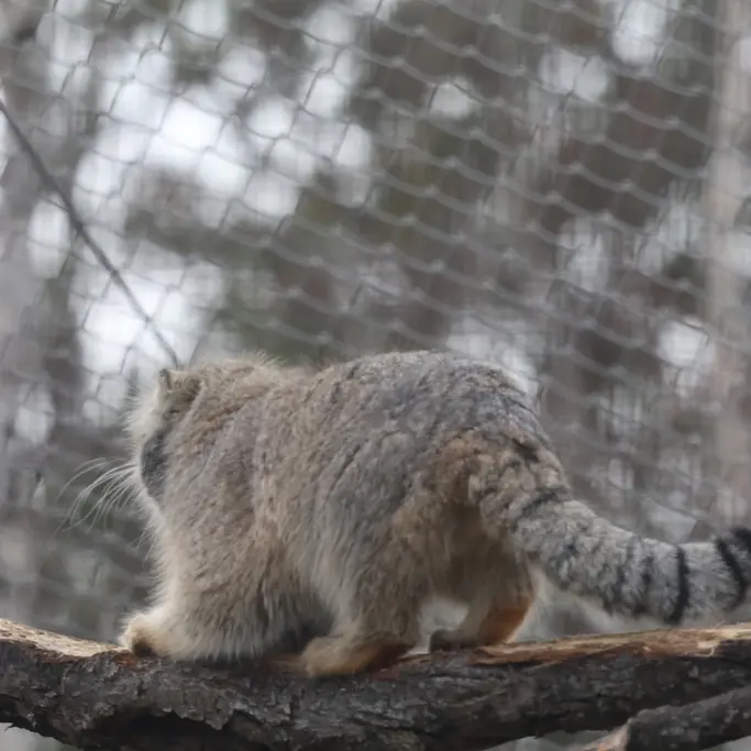 A photograph of Arkas in Korkeasaari Zoo