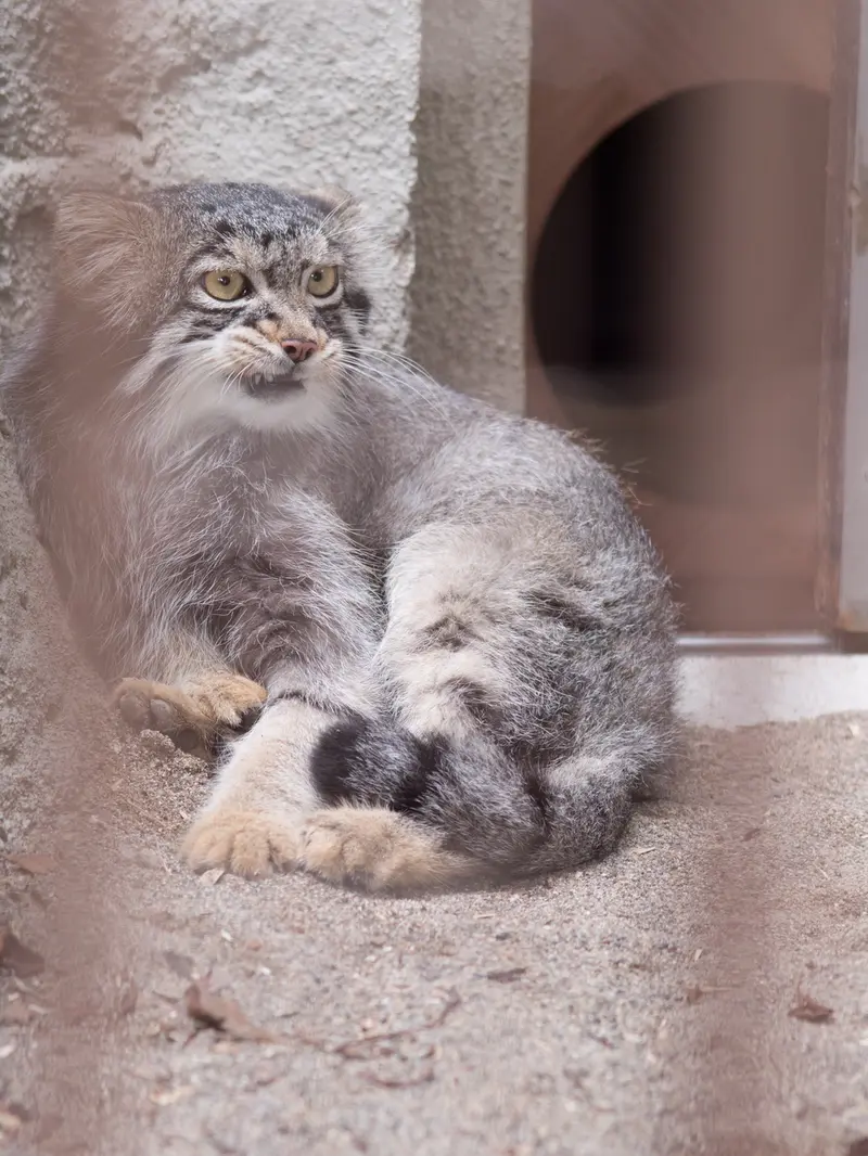 A photograph of Figa in Nogeyama Zoo