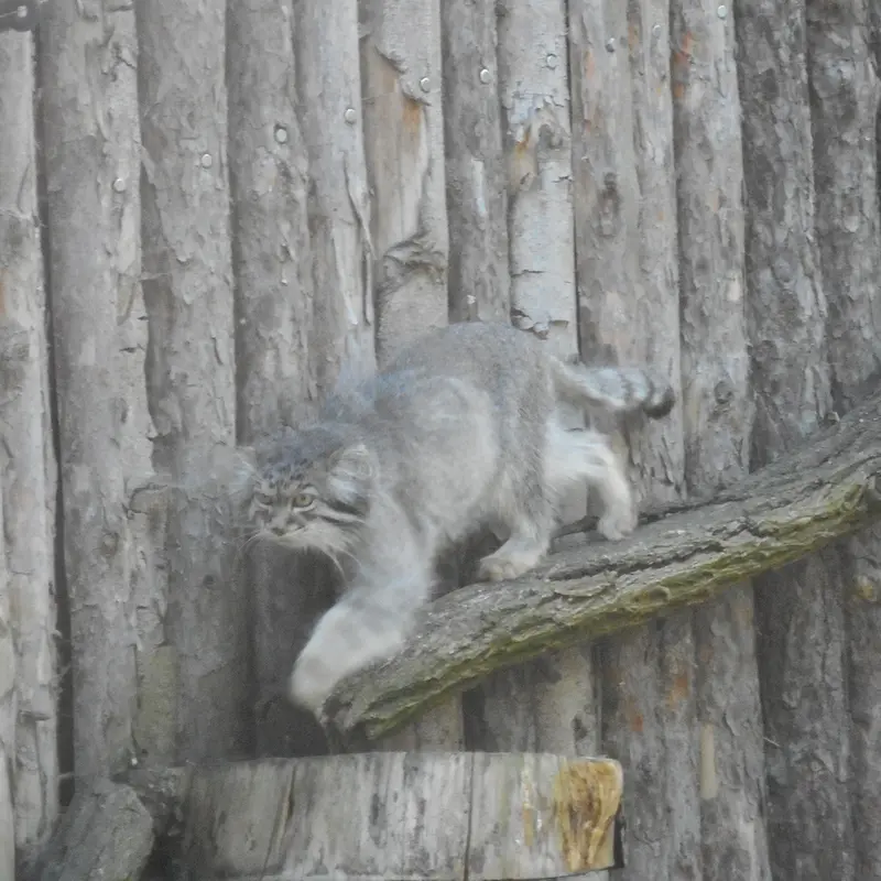 A photograph of a Pallas's cat