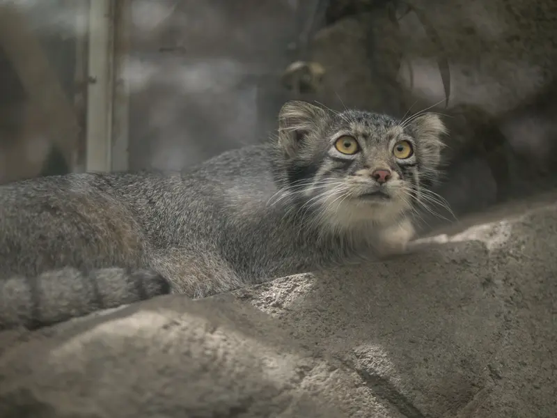 A photograph of Oto in Kobe Animal Kingdom