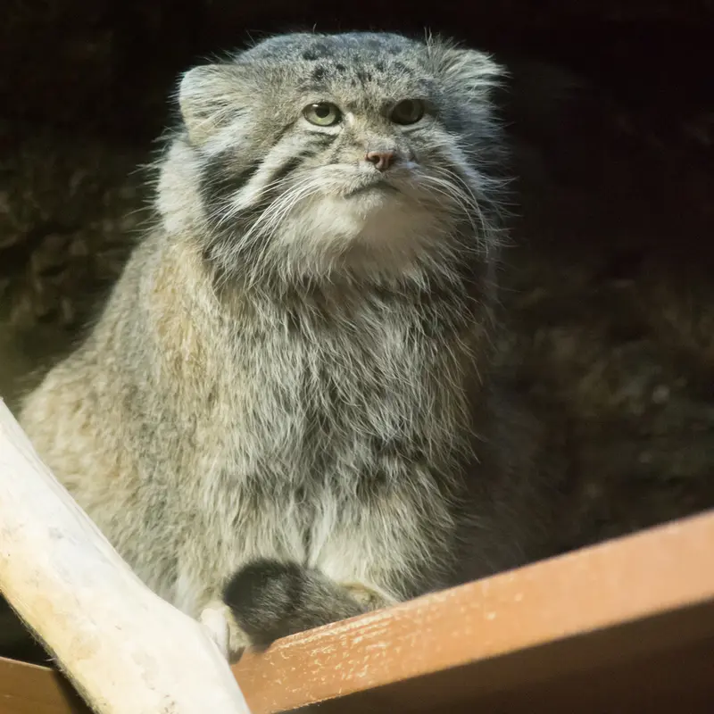 A photograph of Klyon in Ueno Zoological Gardens