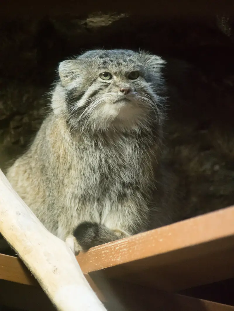 A photograph of Klyon in Ueno Zoological Gardens
