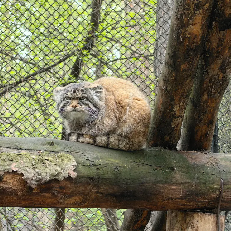 A photograph of George in Novosibirsk Zoo