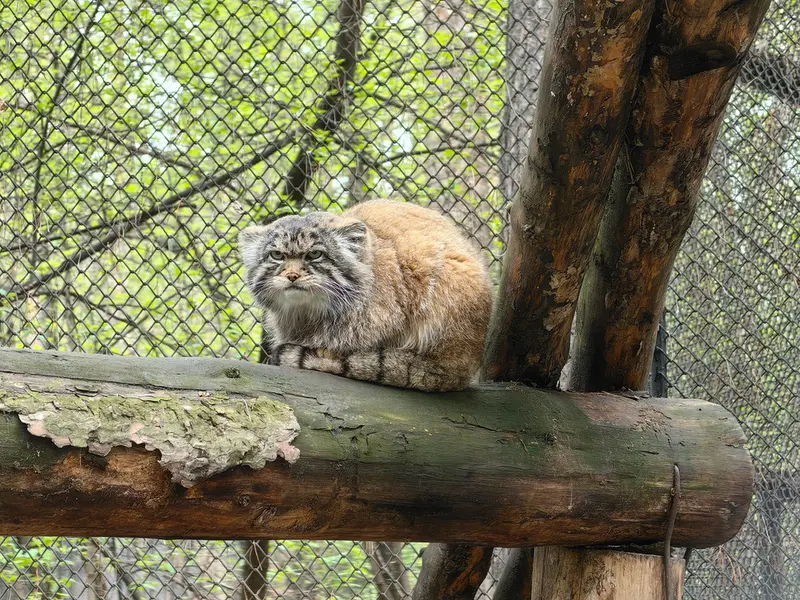 A photograph of George in Novosibirsk Zoo
