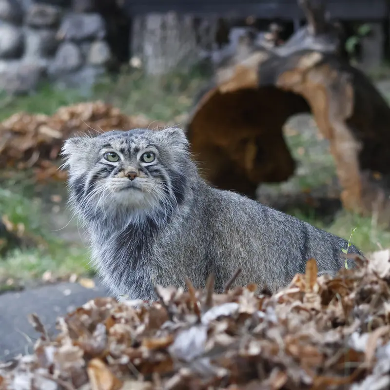 A photograph of Timofey in Moscow zoo