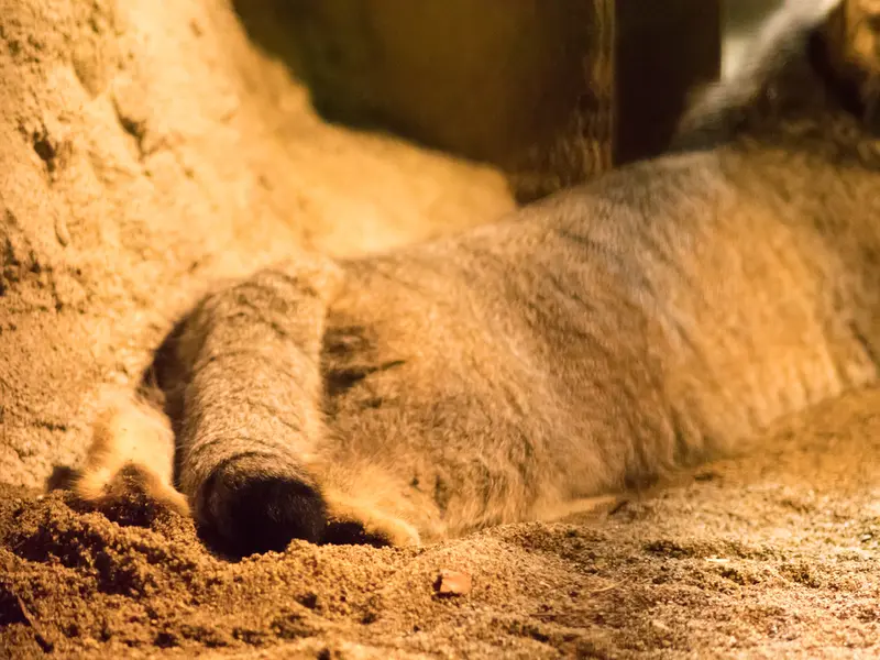 A photograph of Figa in Nogeyama Zoo