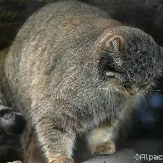 A photograph of Mei in Kobe Animal Kingdom