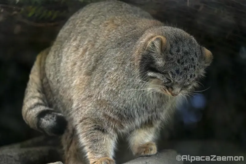 A photograph of Mei in Kobe Animal Kingdom