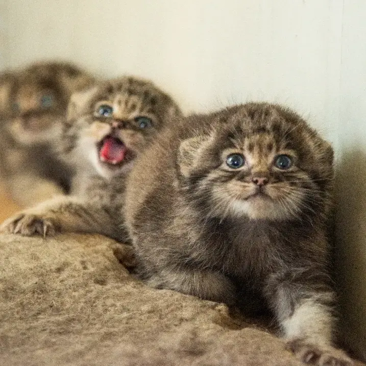 A photograph of a Pallas's cat