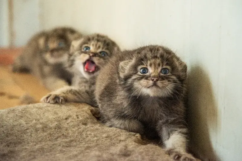A photograph of a Pallas's cat