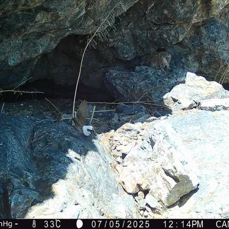 A photograph of a Pallas's cat from Zhundy 1 camera trap