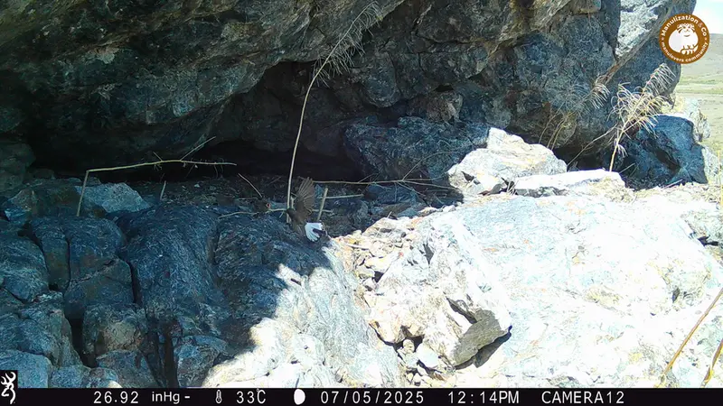 A photograph of a Pallas&#039;s cat from Zhundy 1 camera trap