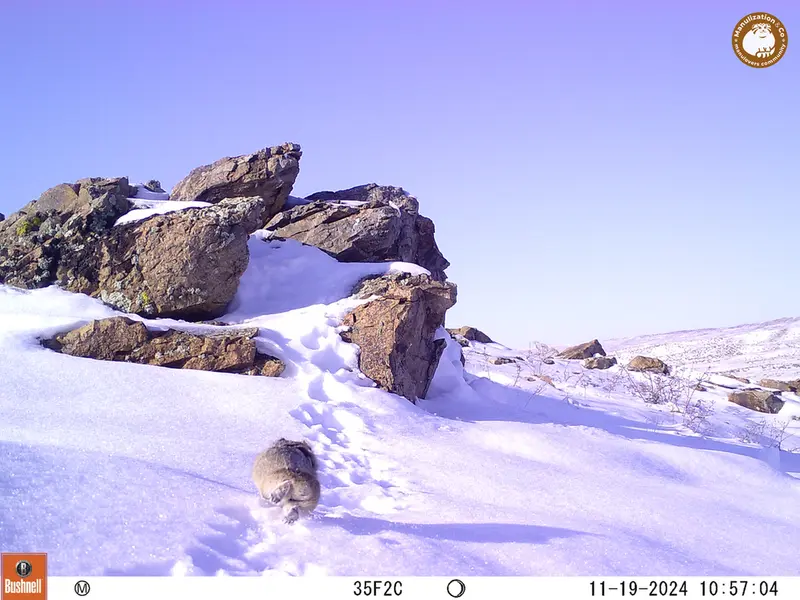 A photograph of Pika from Karashoky camera trap
