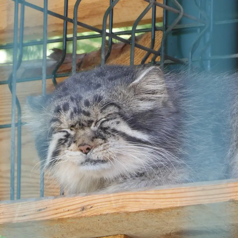 A photograph of a Pallas's cat