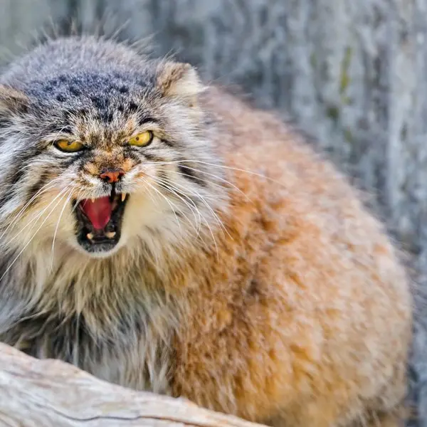 A photograph of a Pallas's cat