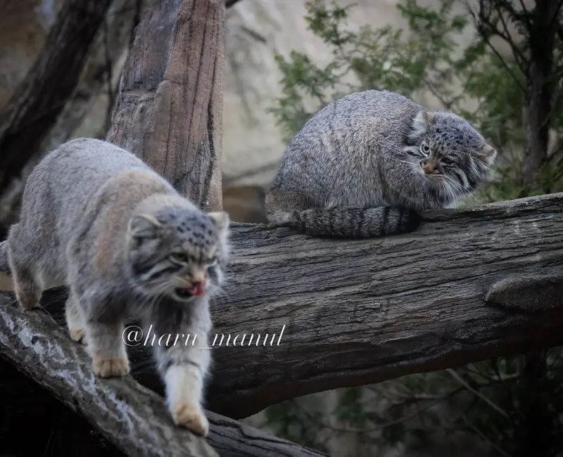 A photograph of Nagomu and Abrikos in Nasu Animal Kingdom