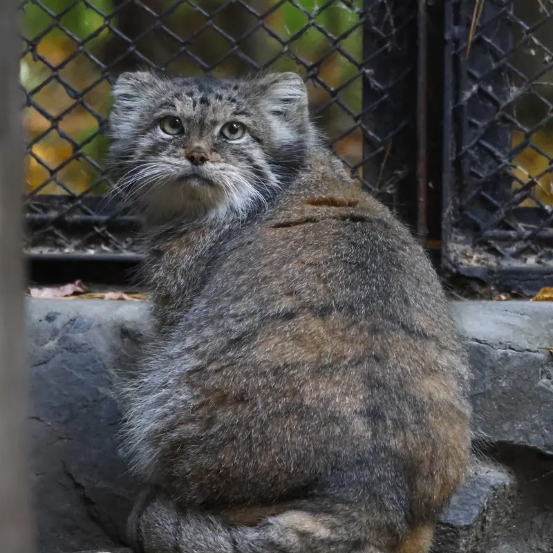 A photograph of Lastochka in Novosibirsk Zoo