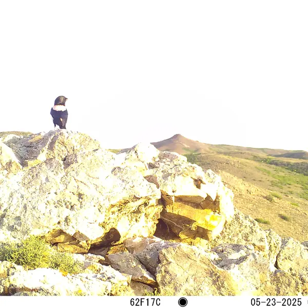 A photograph of a Pallas's cat from Besshoky 1 camera trap