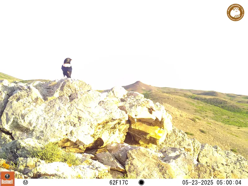 A photograph of a Pallas&#039;s cat from Besshoky 1 camera trap