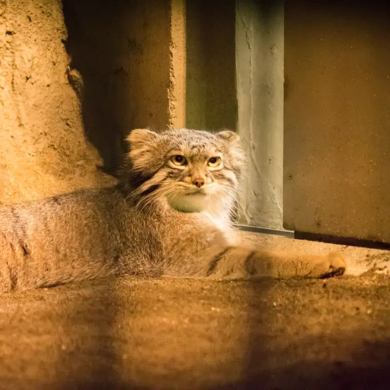 A photograph of Figa in Nogeyama Zoo