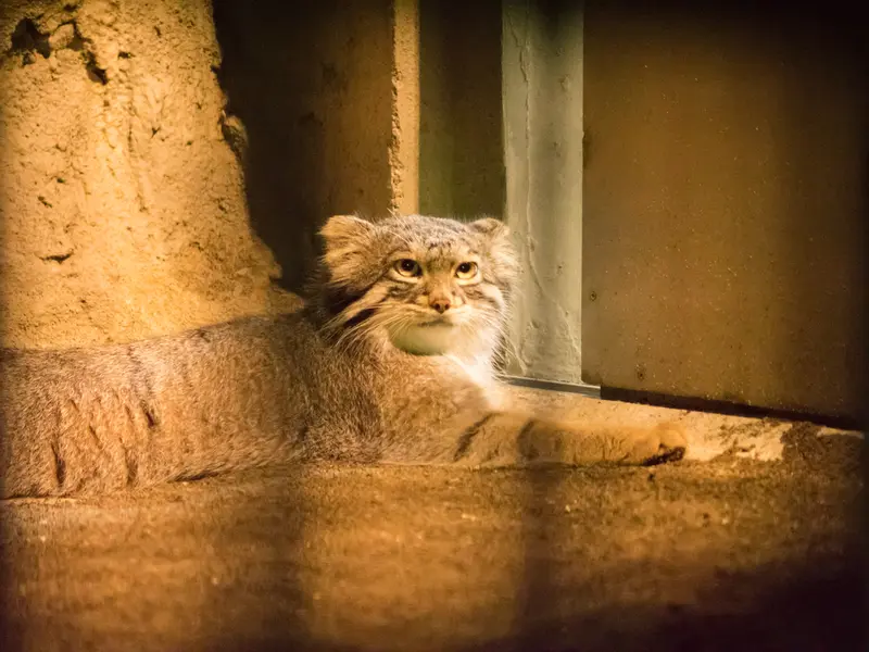 A photograph of Figa in Nogeyama Zoo