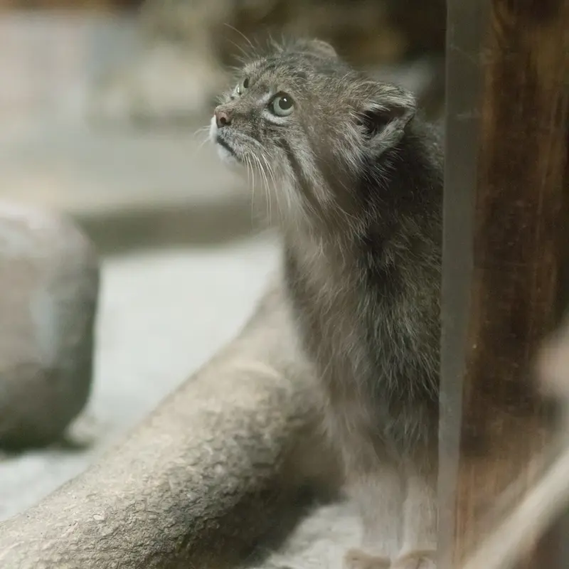 A photograph of Klyon in Ueno Zoological Gardens