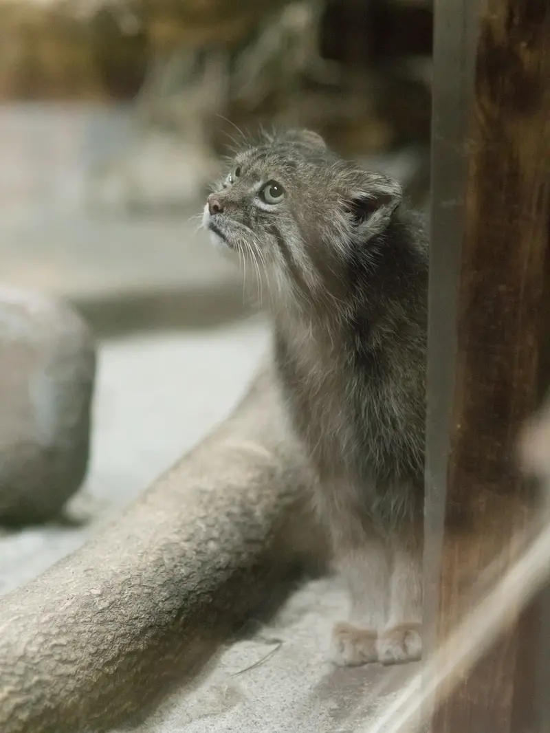 A photograph of Klyon in Ueno Zoological Gardens