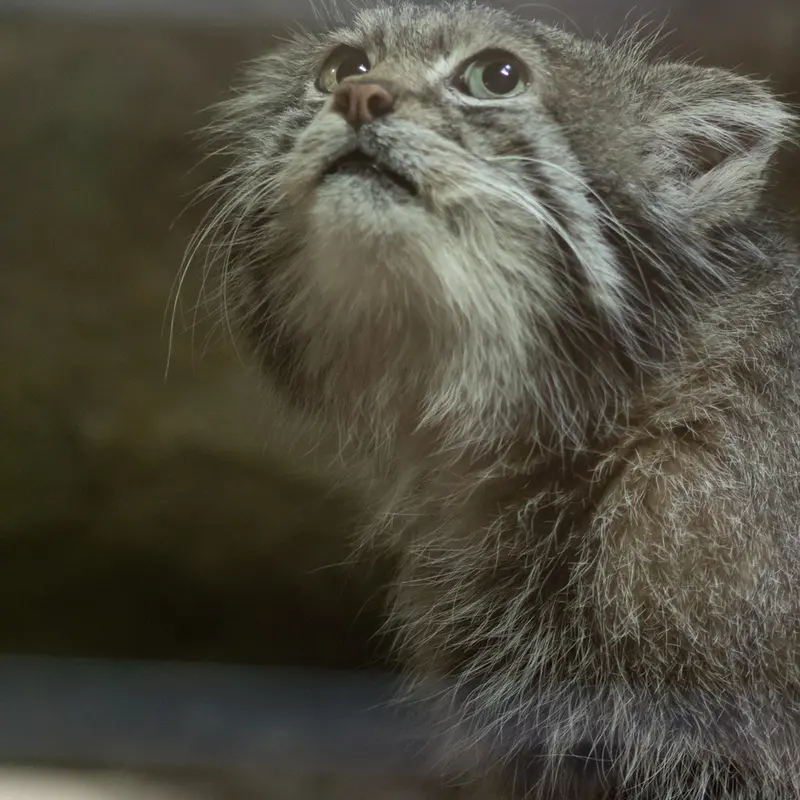 A photograph of Klyon in Ueno Zoological Gardens