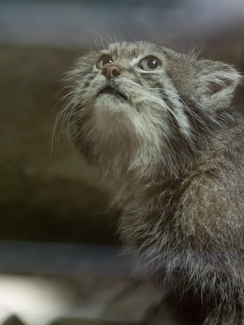 A photograph of Klyon in Ueno Zoological Gardens