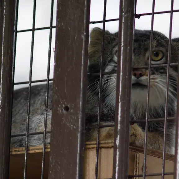 A photograph of a Pallas's cat in Nogeyama Zoo