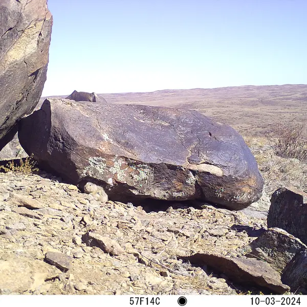 A photograph of Kazakh pika from Koshkar camera trap