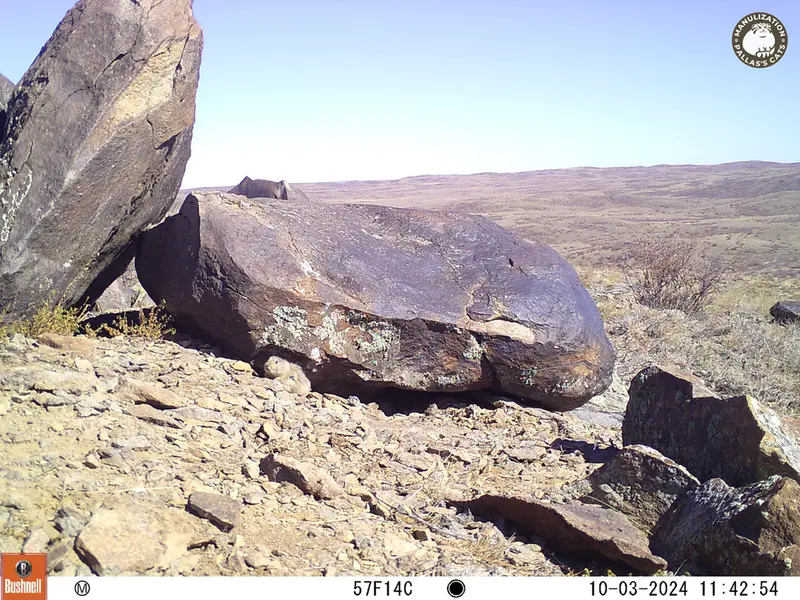 A photograph of Kazakh pika from Koshkar camera trap
